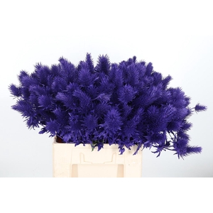 Eryn Supernova Kl Bh Paars