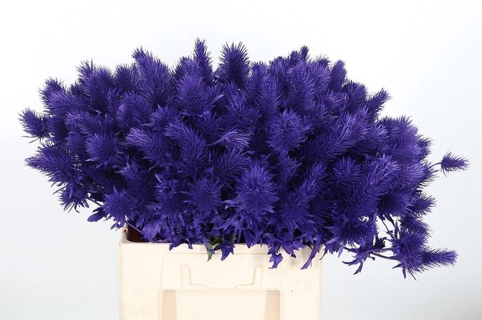 <h4>Eryn Supernova Kl Bh Paars</h4>