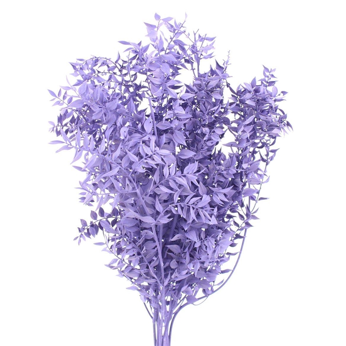 <h4>Pres Ruscus Bleached Pastel Milka Per Stem</h4>