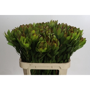 LEUCAD SAF GOLDSTRIK