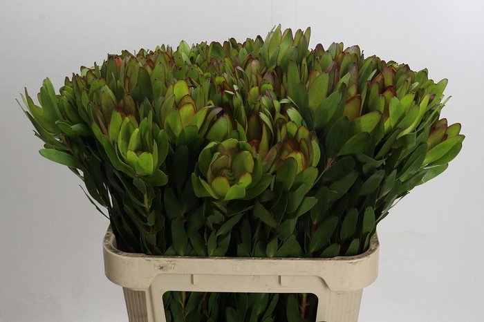 <h4>LEUCAD SAF GOLDSTRIK</h4>