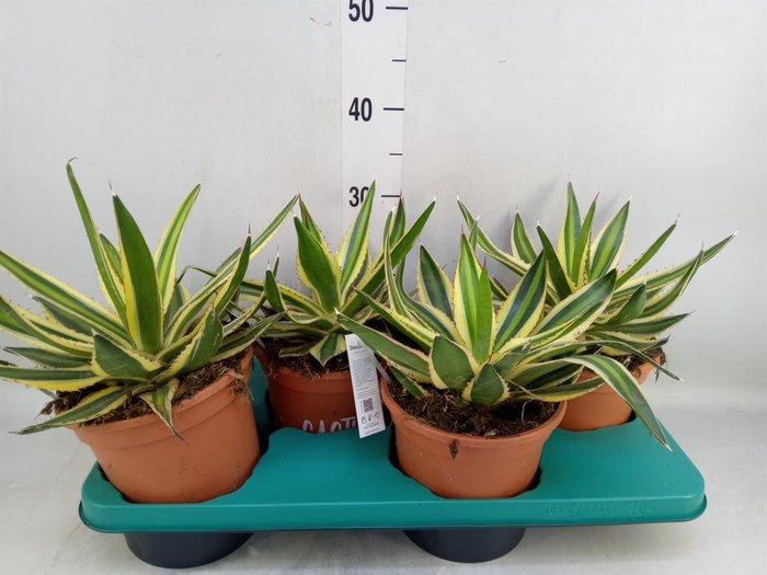 <h4>Agave   ...</h4>