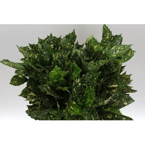 Aucuba 400gr (p. Bos)