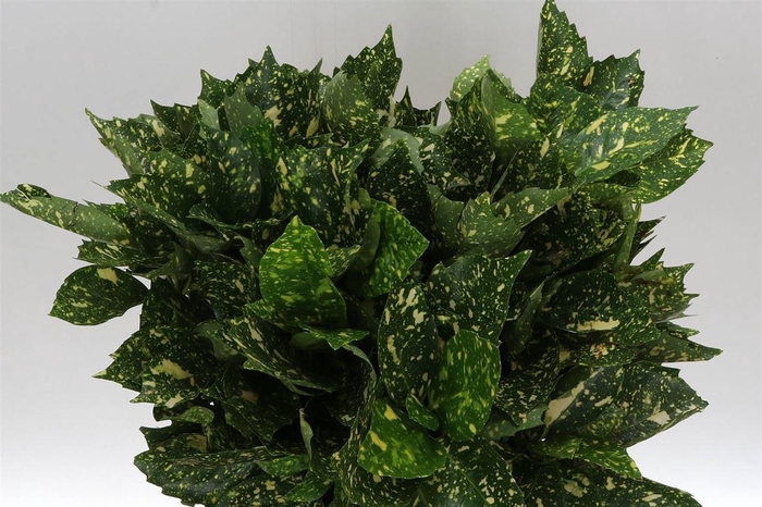 <h4>Aucuba 400gr (p. Bos)</h4>