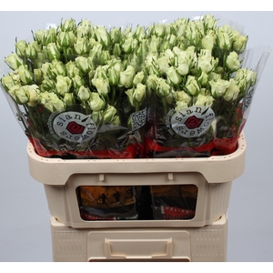 R TR POLA SENSATION+