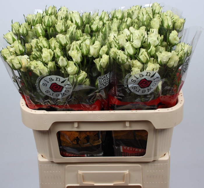 <h4>R TR POLA SENSATION+</h4>