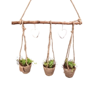 Arr.   Kamerplant Groen H%