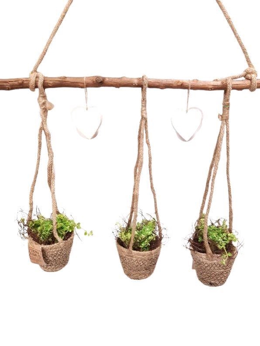 <h4>Arr. Kamerplant Groen H%</h4>