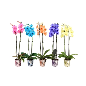 Phalaenopsis   ...