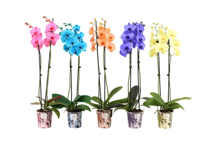 <h4>Phalaenopsis   ...</h4>