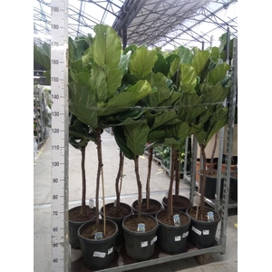 Ficus lyrata