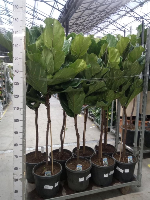 <h4>Ficus lyrata</h4>