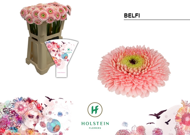 <h4>GE BV Gerponi Belfi</h4>