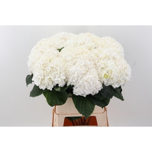 Hydr M Ch Allure 90cm
