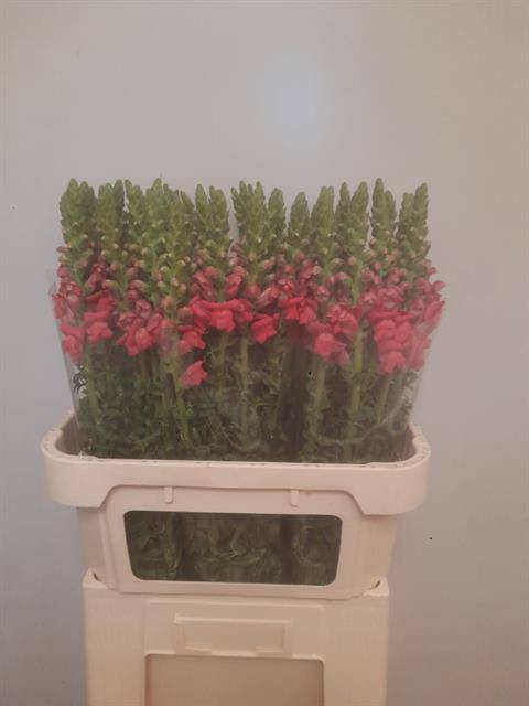 <h4>ANTIR POTO ROSE</h4>