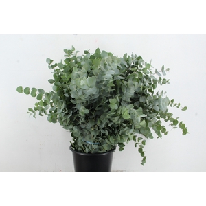 EUC CINEREA 300GR