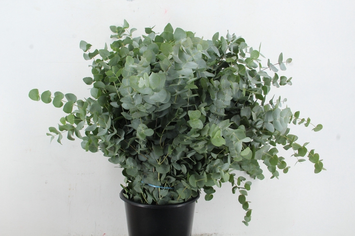 <h4>EUC CINEREA 300GR</h4>