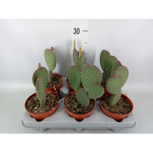 Opuntia microdasys