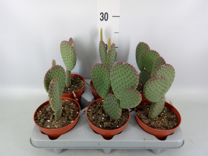 <h4>Opuntia microdasys</h4>