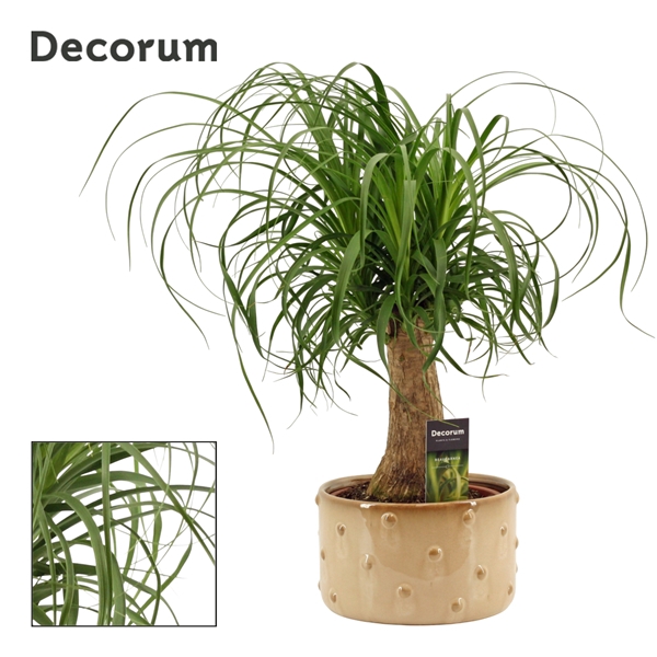 <h4>Beaucarnea recht 19 cm in Belle schaal (Deco-collection)</h4>