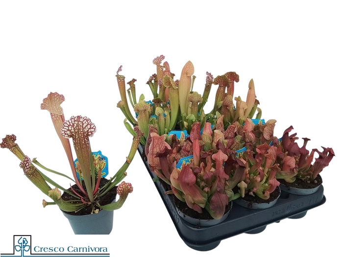 <h4>SARRACENIA OV</h4>