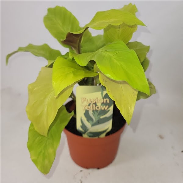 <h4>Calathea Lemon</h4>