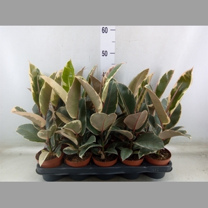 Ficus elastica 'Tineke'