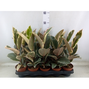 Ficus elastica 'Tineke'