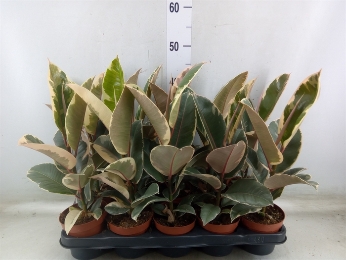 <h4>Ficus elastica 'Tineke'</h4>