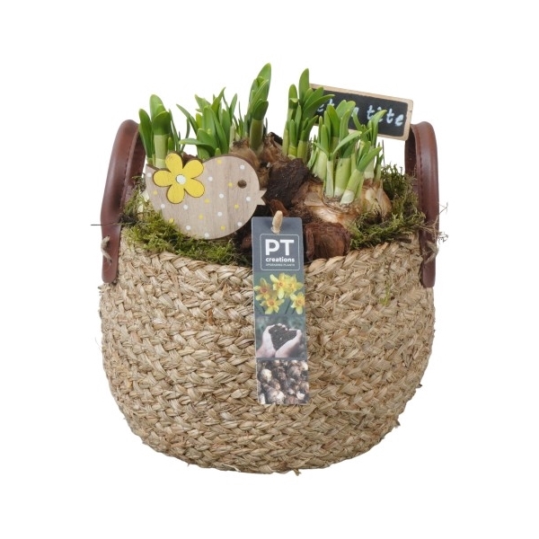 <h4>PTN5165 Arrangement Narcis in riet mand</h4>