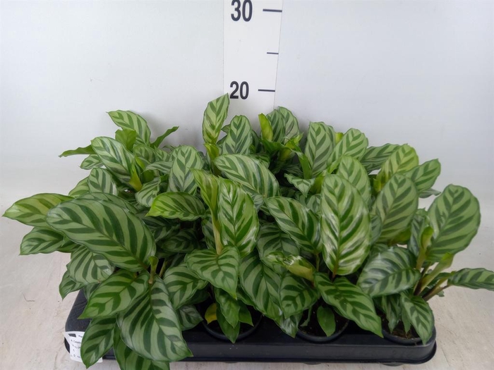 <h4>Calathea  'Freddie'</h4>