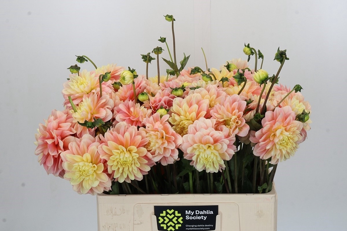 <h4>Dahlia Giovanna</h4>