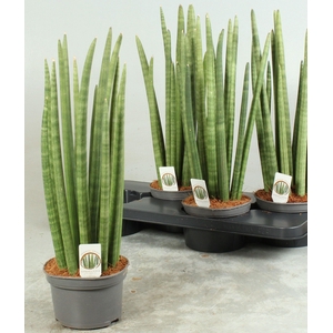 SANSEV CYLINDRICA OV