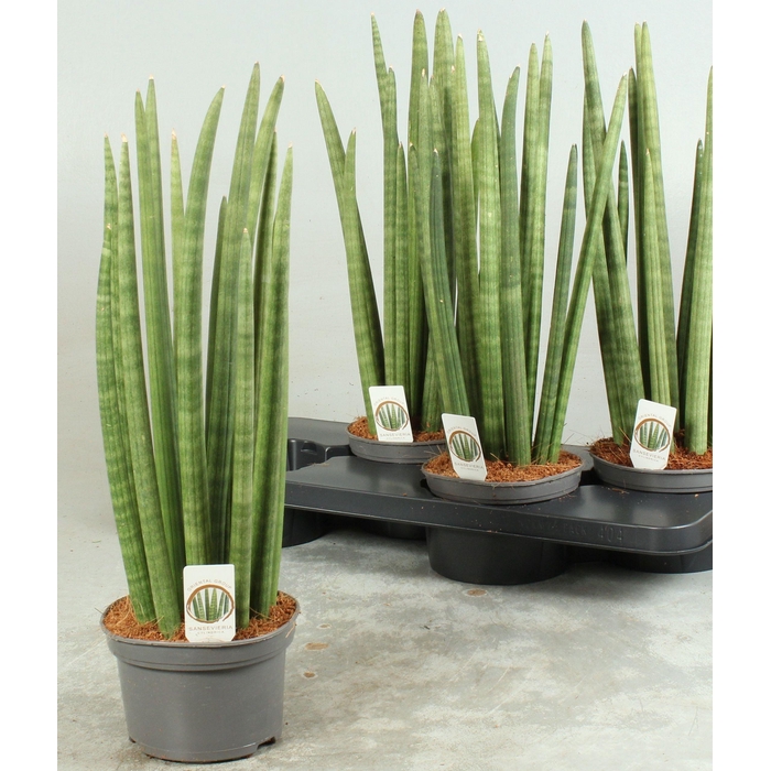 <h4>SANSEV CYLINDRICA OV</h4>