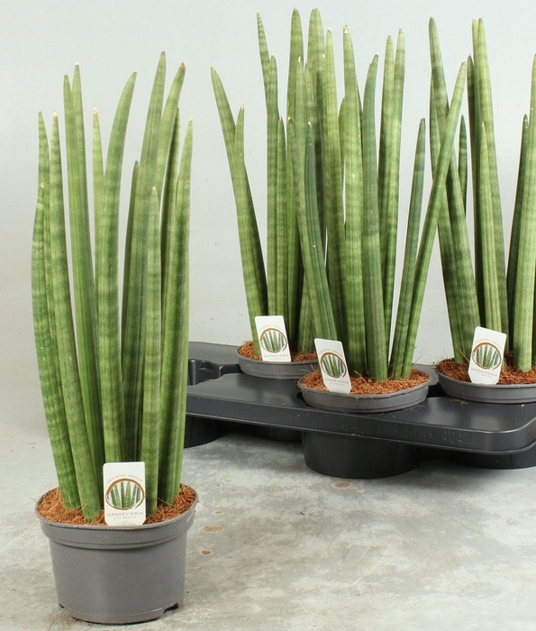 <h4>SANSEV CYLINDRICA OV</h4>