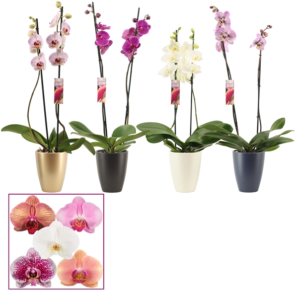 <h4>Phalaenopsis 2 tak 14+ mix in Carly(Neo Architect-collection)</h4>