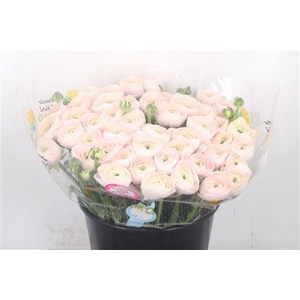 Ran.. Su Hanoi Extra X50