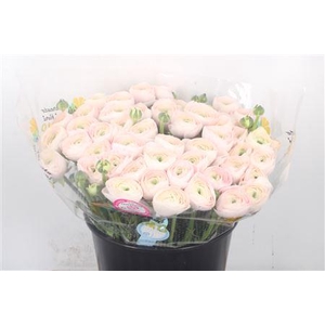 Ran.. Su Hanoi Extra X50