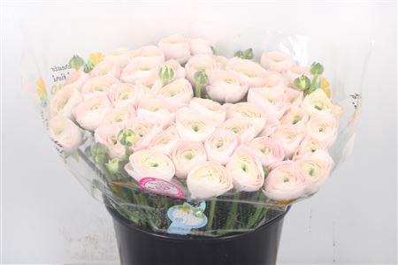 <h4>Ran.. Su Hanoi Extra X50</h4>