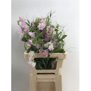 Lathyr Light Pink Ramo Rosa Chiaro