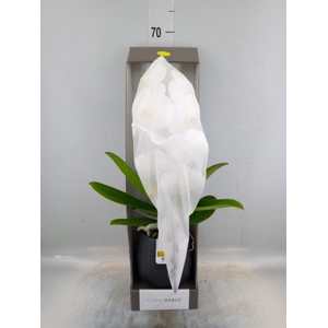 Phalaenopsis   ...white
