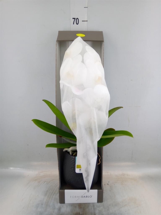 <h4>Phalaenopsis   ...white</h4>