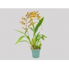 ONCIDIUM TROPIC STORM P14 TRABALHADA