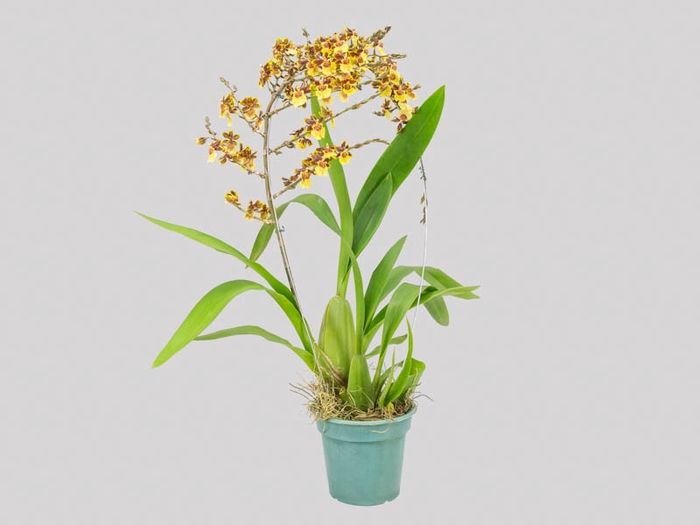 ONCIDIUM TROPIC STORM P14 TRABALHADA