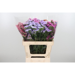 Limonium St Gemengd