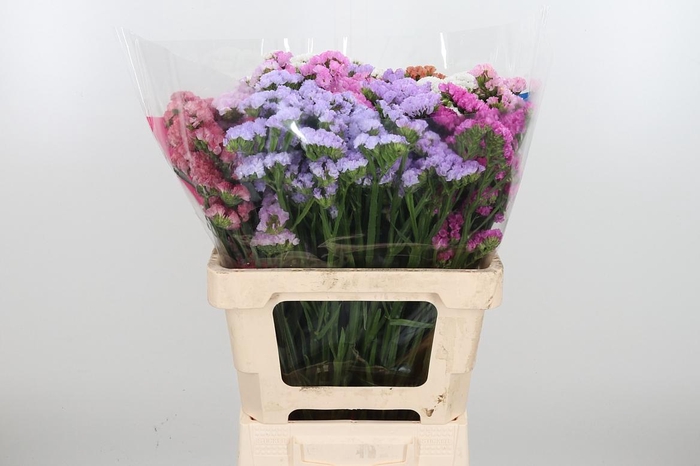 <h4>Limonium St Gemengd</h4>