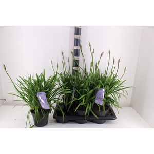 AGAPA SUMM LOVE BLUE