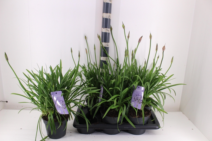 <h4>AGAPA SUMM LOVE BLUE</h4>