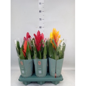 Vriesea   ...mix