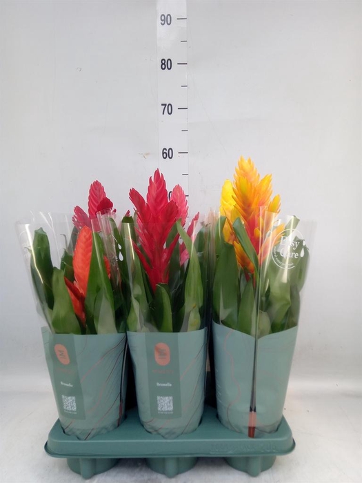 <h4>Vriesea   ...mix</h4>